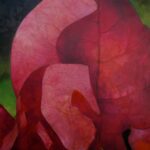 Oli painting of bougainvillea leaf, by Manuel Palacio